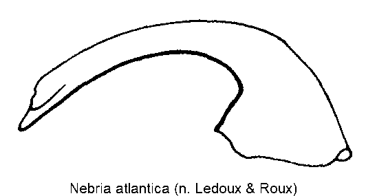 nebria_atlantica.gif