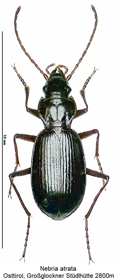 nebria_atrata_hab.jpg