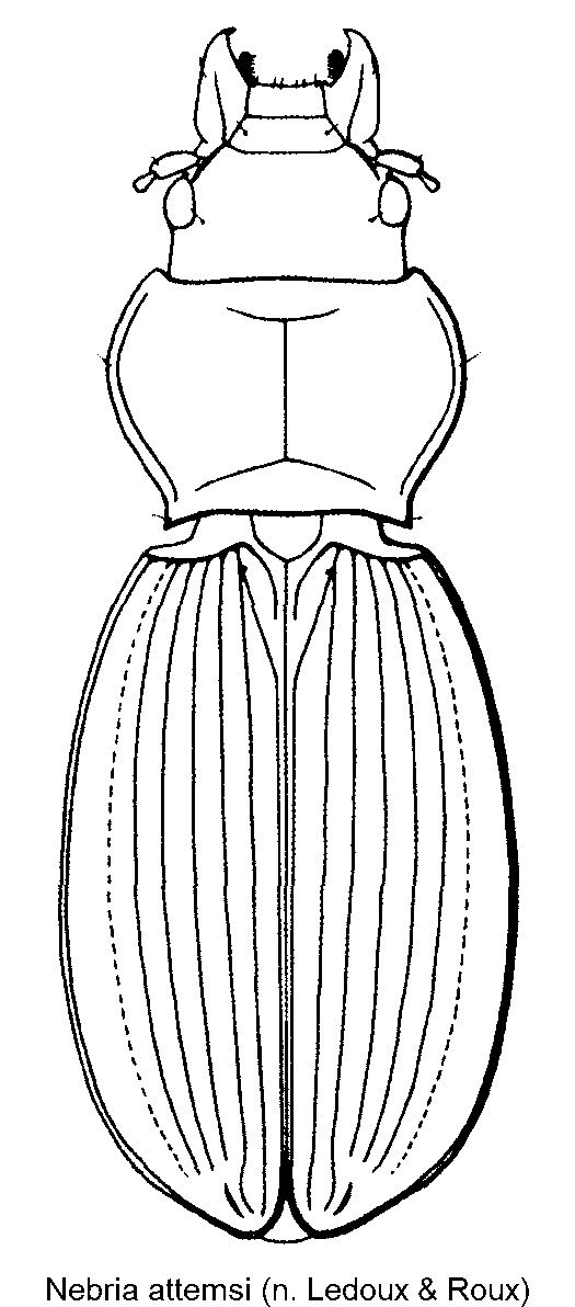 nebria_attemsi_hab.gif