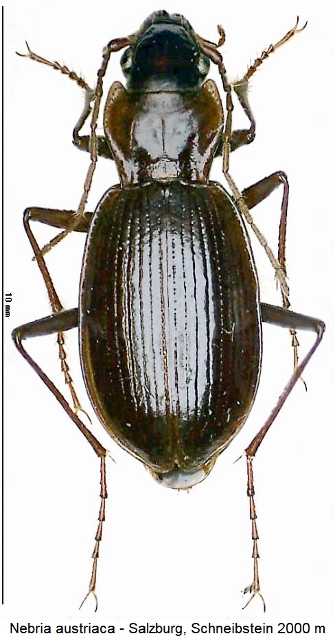 nebria_austriaca_hab.jpg