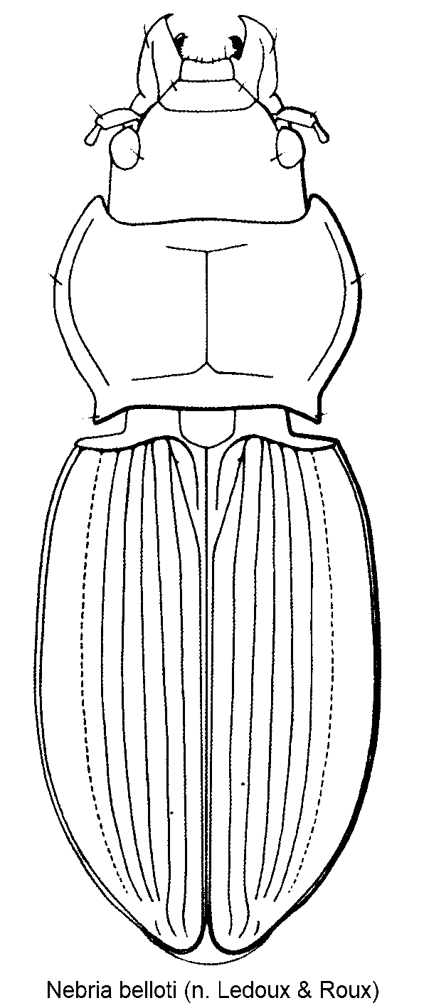 nebria_belloti_hab.gif