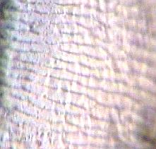 nebria_brevicollis_ms.jpg