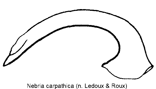 nebria_carpathica.gif