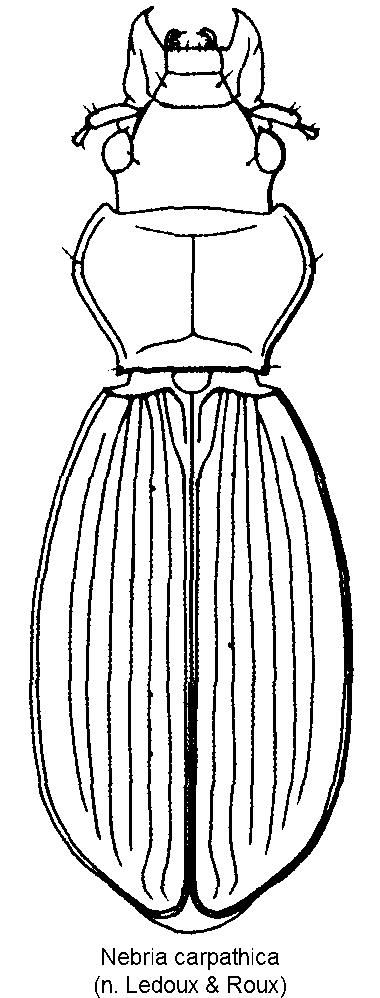 nebria_carpathica_hab.gif