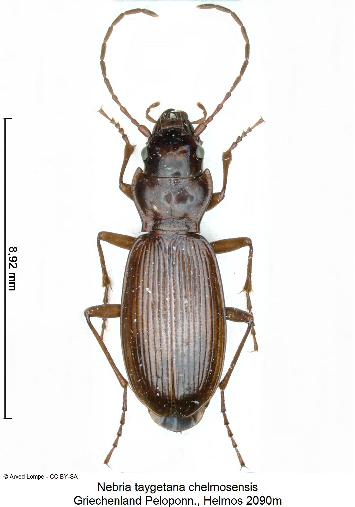 nebria_chelmosensis_ck21267_hab.jpg