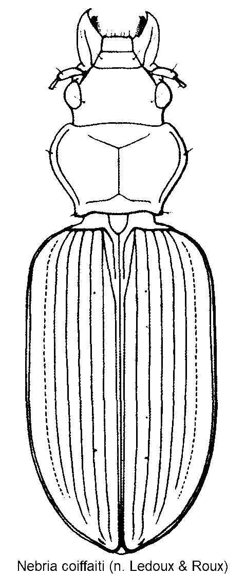 nebria_coiffaiti_hab.gif