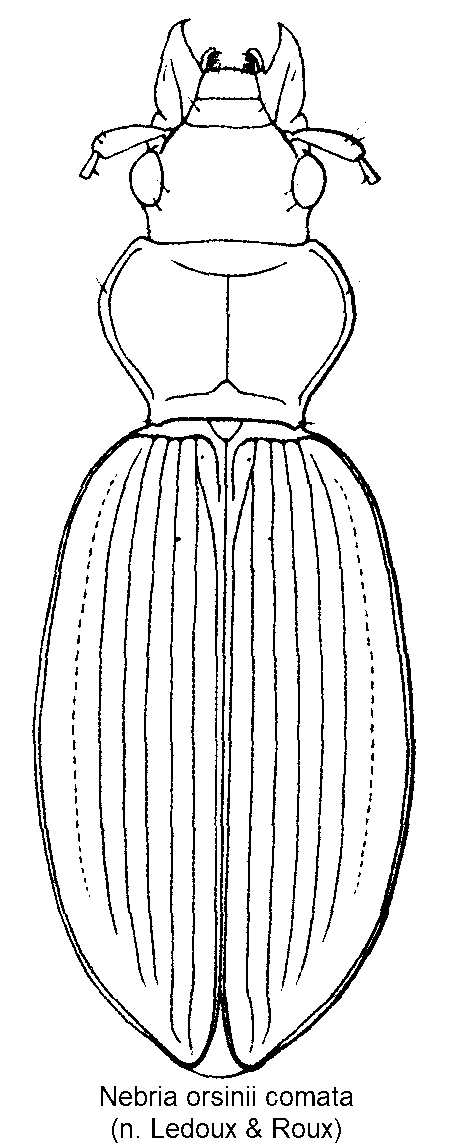 nebria_comata_hab.gif