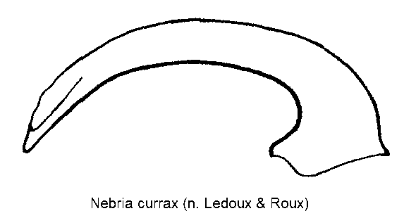nebria_currax.gif