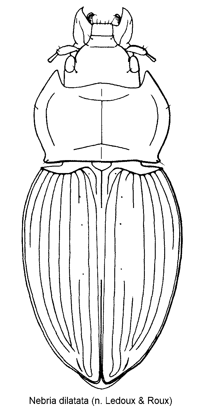 nebria_dilatata_hab.gif