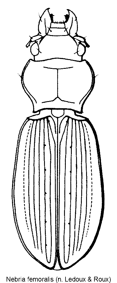 nebria_femoralis_hab.gif