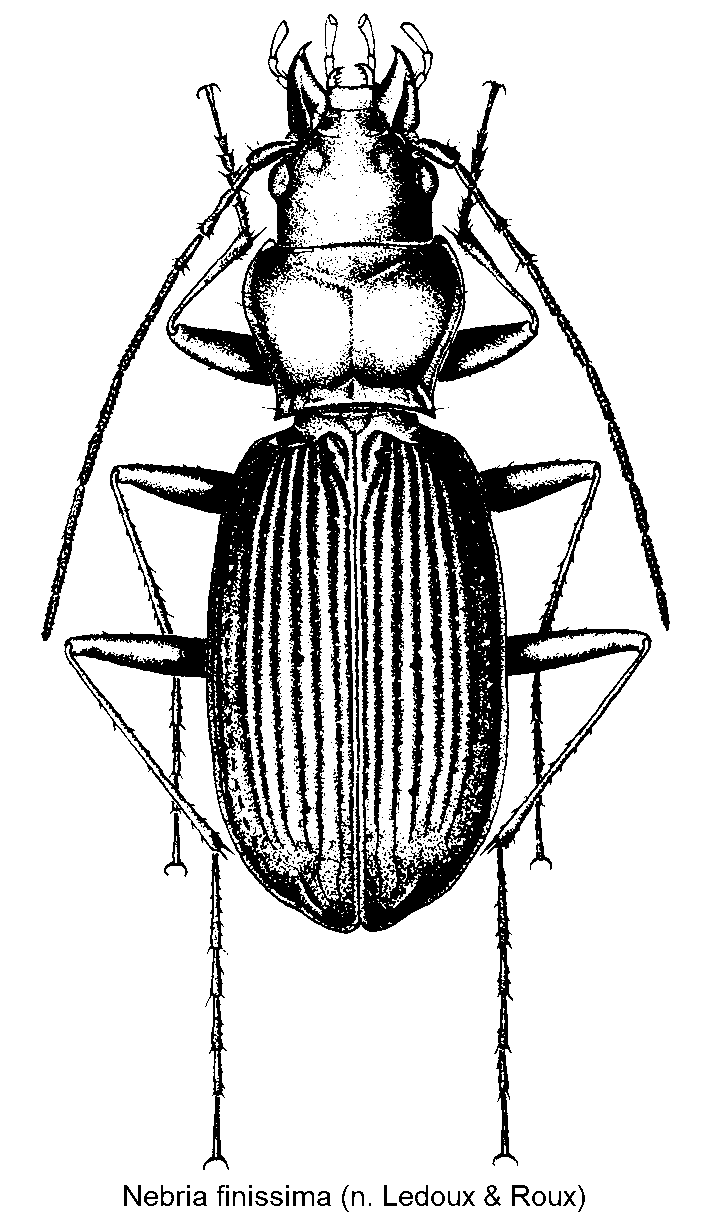 nebria_finissima_hab.gif