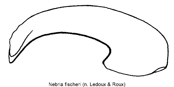 nebria_fischeri.gif