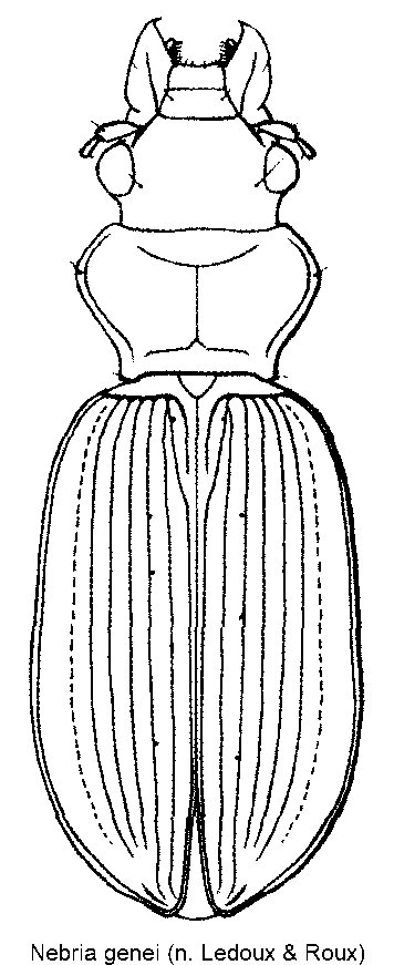 nebria_genei_hab.gif