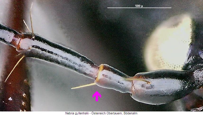 nebria_gyllenhalii_f.jpg