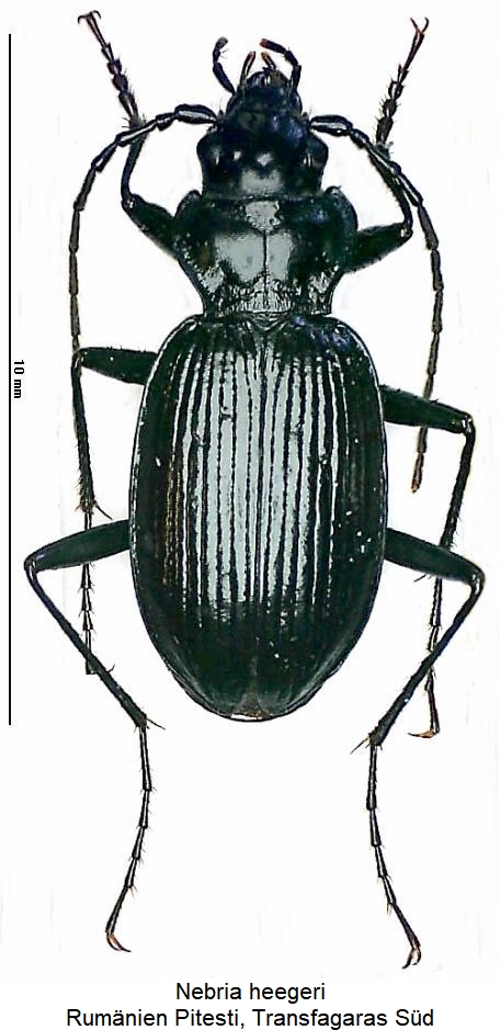 nebria_heegeri2_hab.jpg