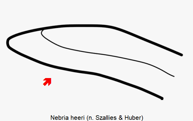 nebria_heeri.gif