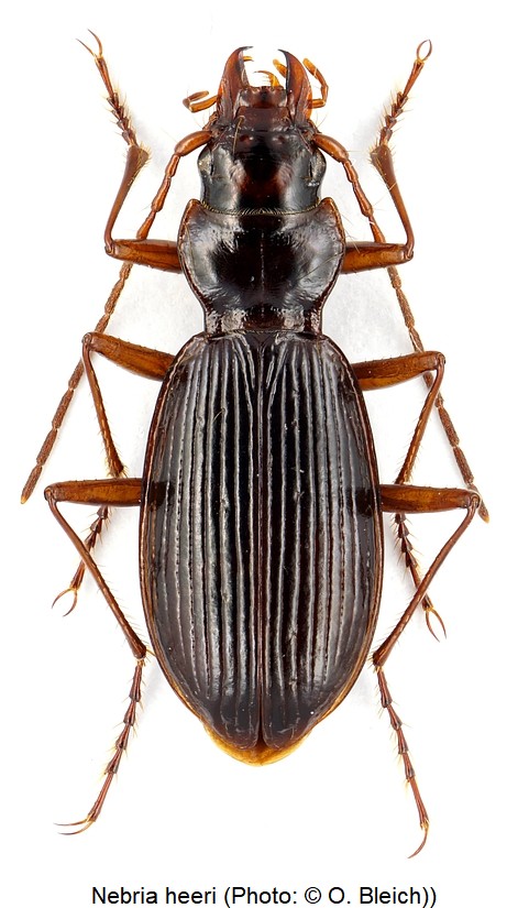 nebria_heeri_hab.jpg