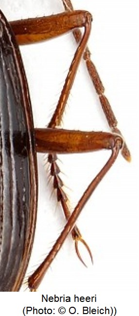 nebria_heeri_mtr.jpg