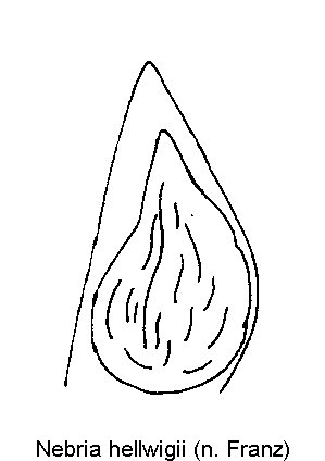 nebria_hellwigii.gif
