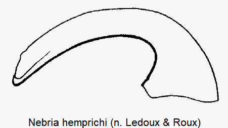 nebria_hemprichi.gif