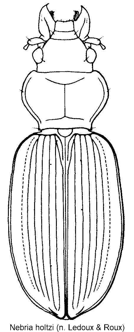 nebria_holtzi_hab.gif