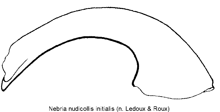 nebria_initialis.gif