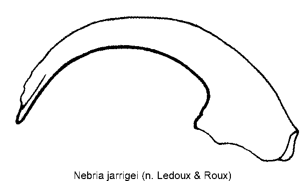 nebria_jarrigei.gif