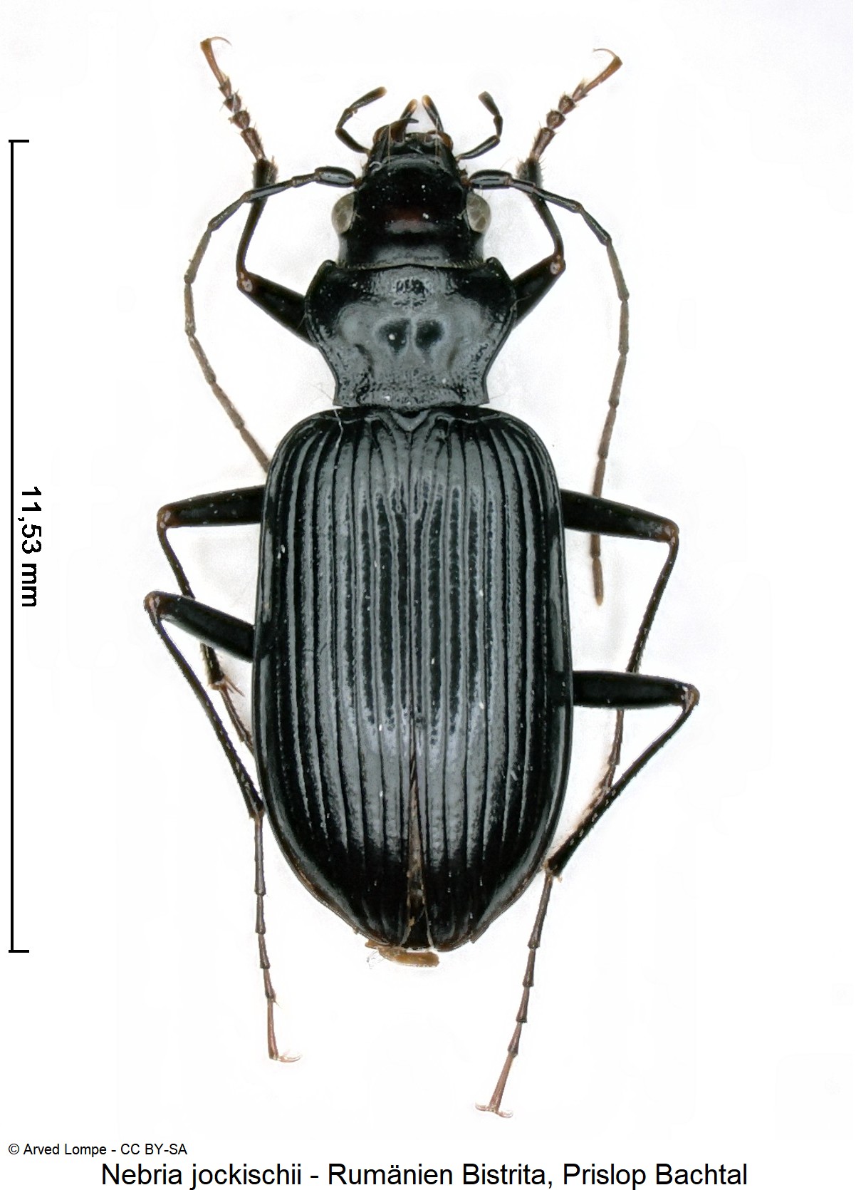 nebria_jockischii_ck24791_hab.jpg