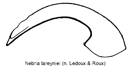 nebria_lareyniei.gif