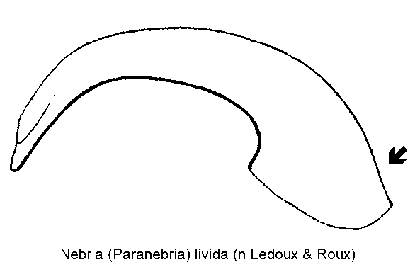 nebria_livida.gif