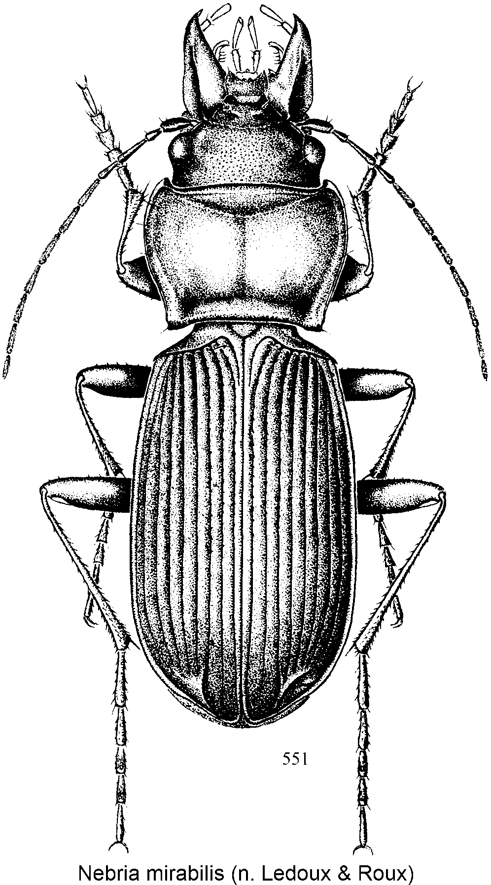 nebria_mirabilis_hab.gif