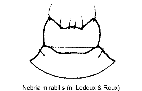 nebria_mirabilis_ol.gif
