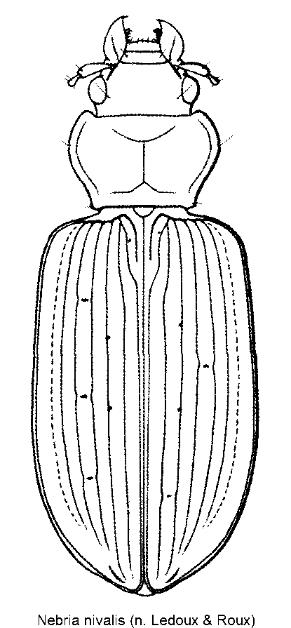 nebria_nivalis_hab.gif