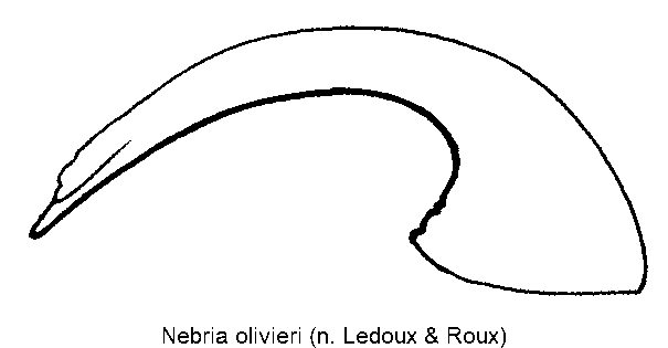 nebria_olivieri.gif