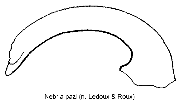 nebria_pazi.gif