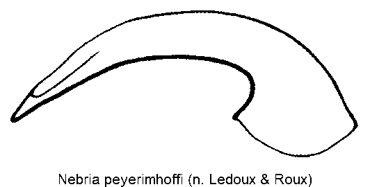 nebria_peyerimhoffi.gif