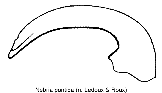 nebria_pontica.gif