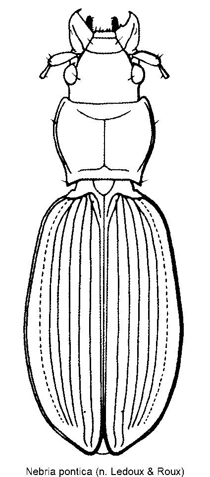 nebria_pontica_hab.gif