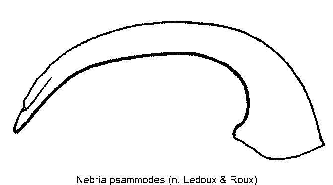 nebria_psammodes.gif