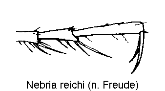 nebria_reichi_htr.gif