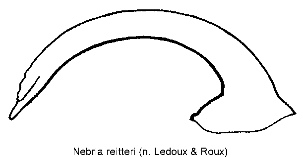 nebria_reitteri.gif