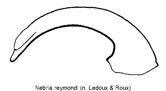 nebria_reymondi.gif