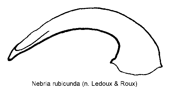 nebria_rubicunda.gif