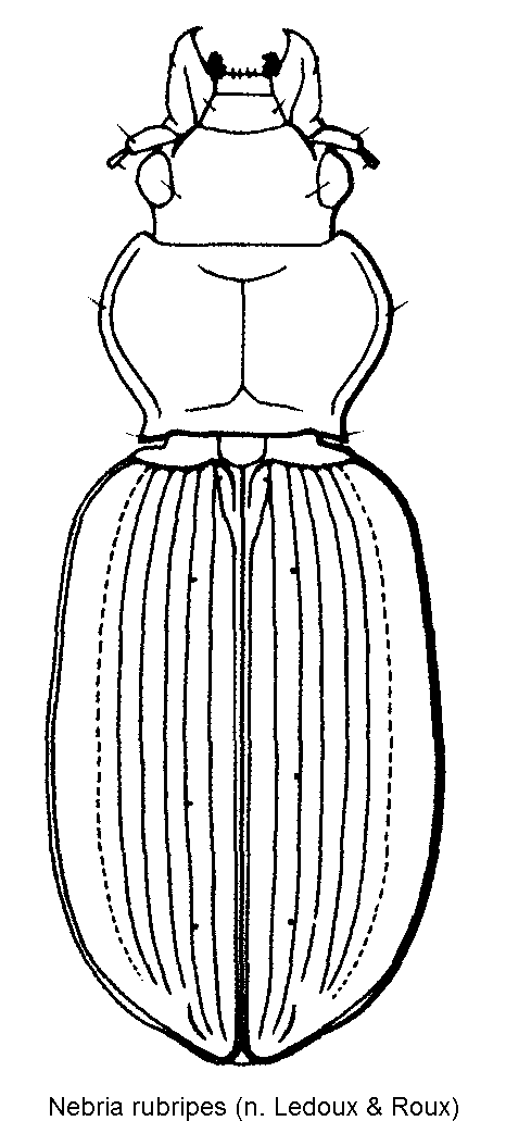 nebria_rubripes_hab.gif
