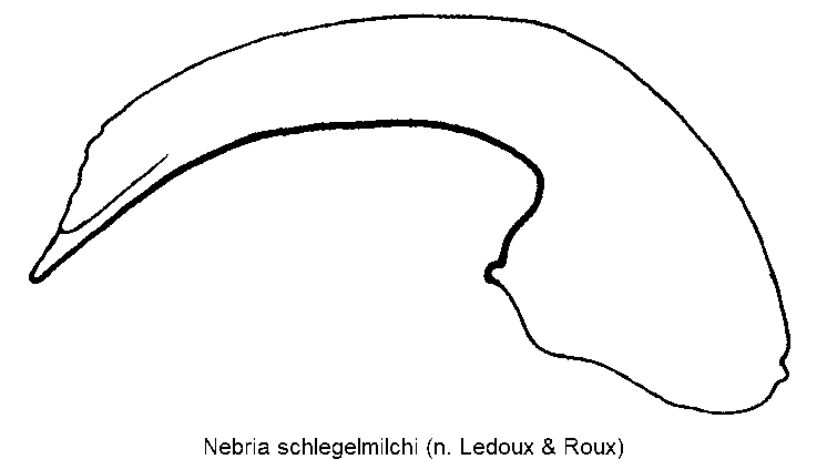 nebria_schlegelmilchi.gif