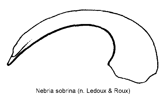 nebria_sobrina.gif
