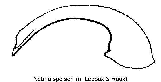 nebria_speiseri.gif