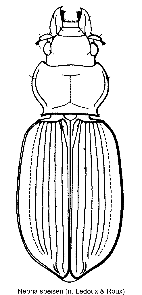 nebria_speiseri_hab.gif