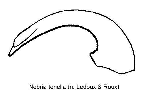nebria_tenella.gif