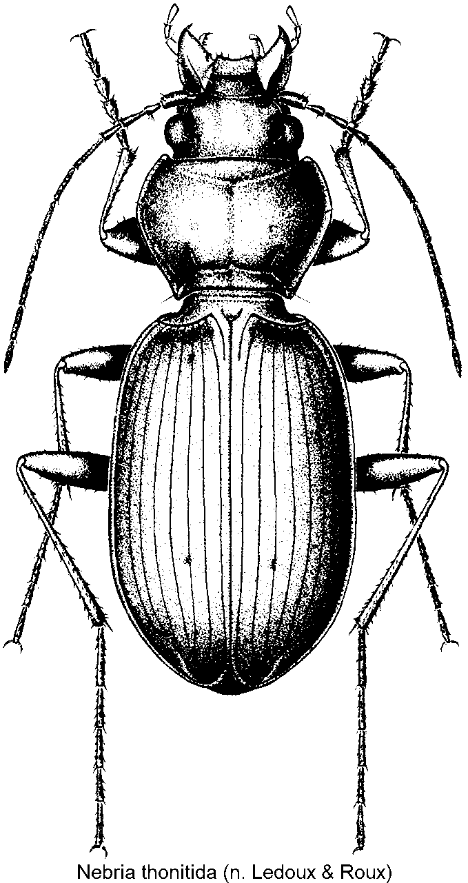 nebria_thonitida_hab.gif